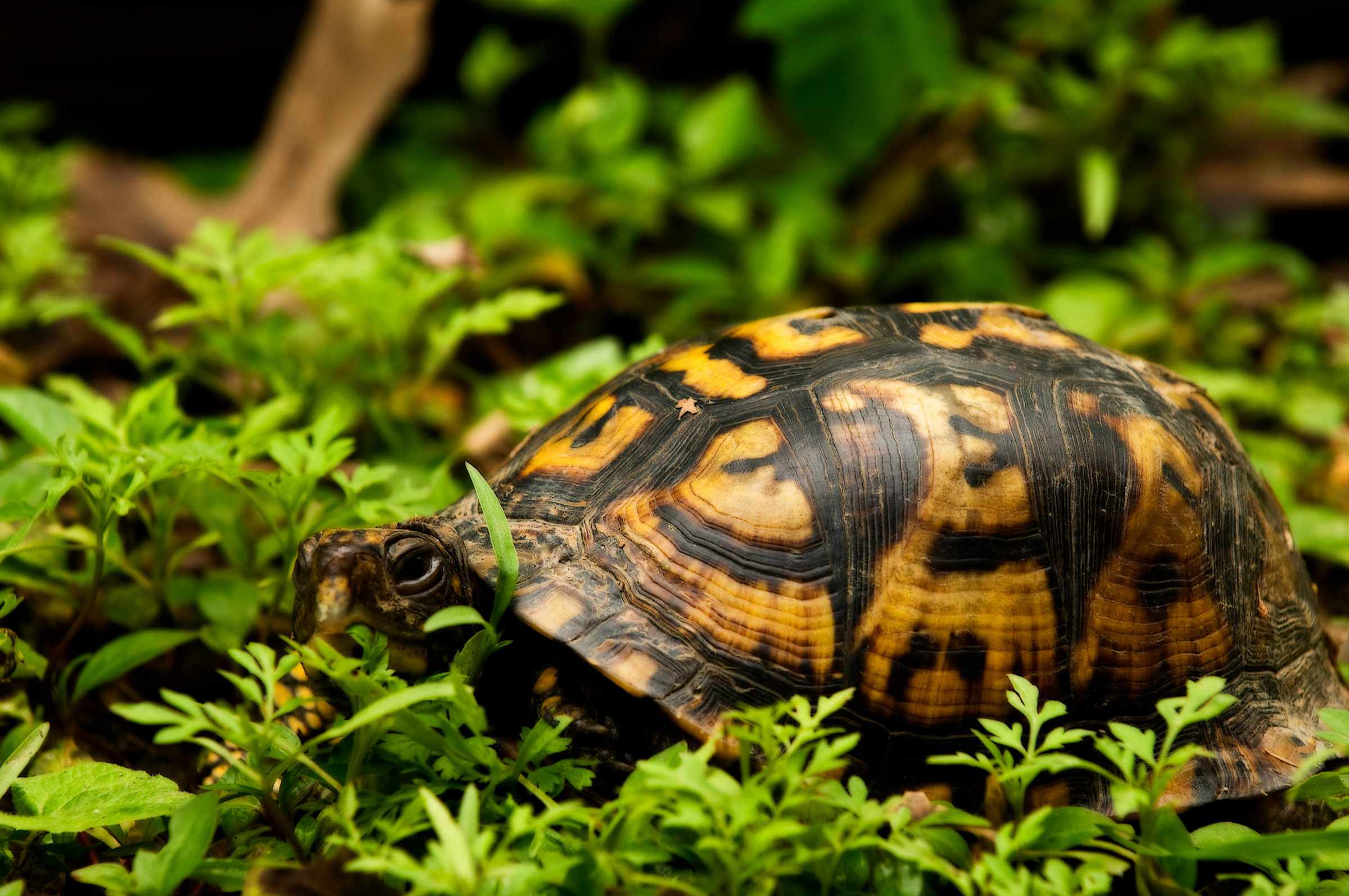 Image: box turtle