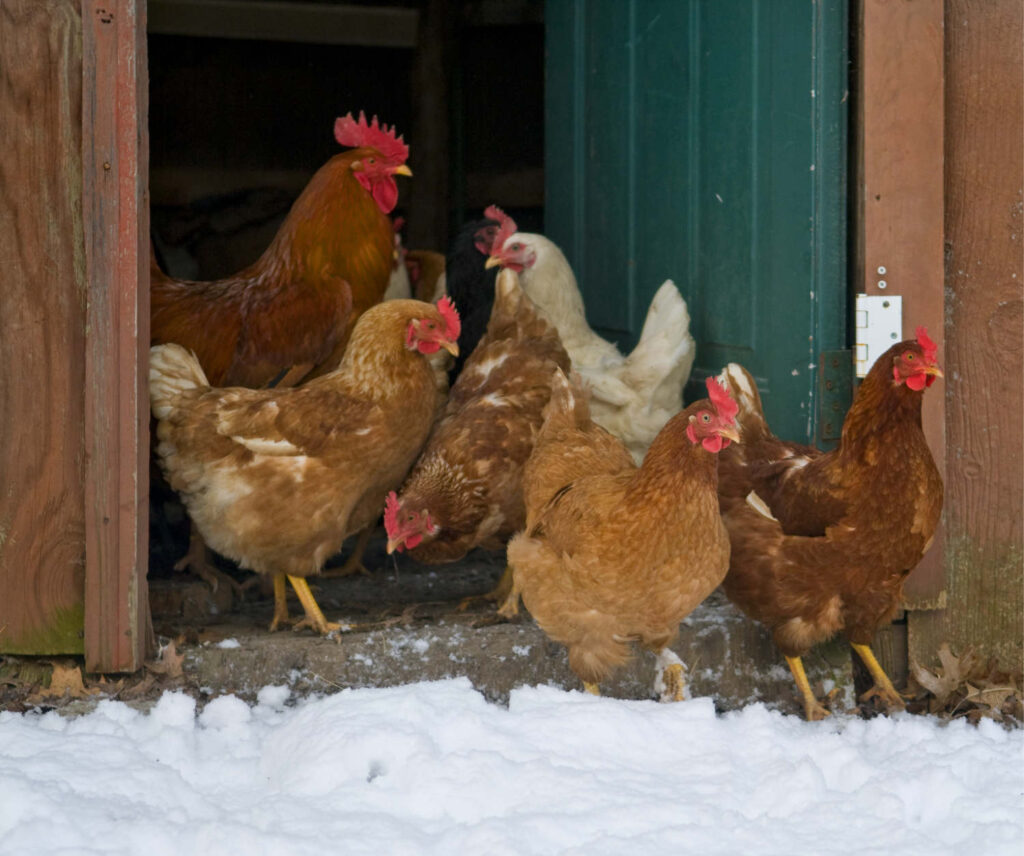 Image: Chickens by the coop in cold winter morning.