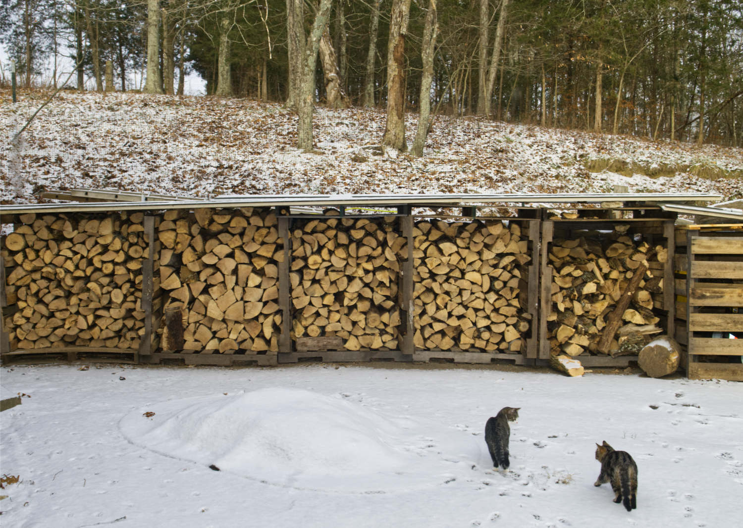 Image: firewood for winter