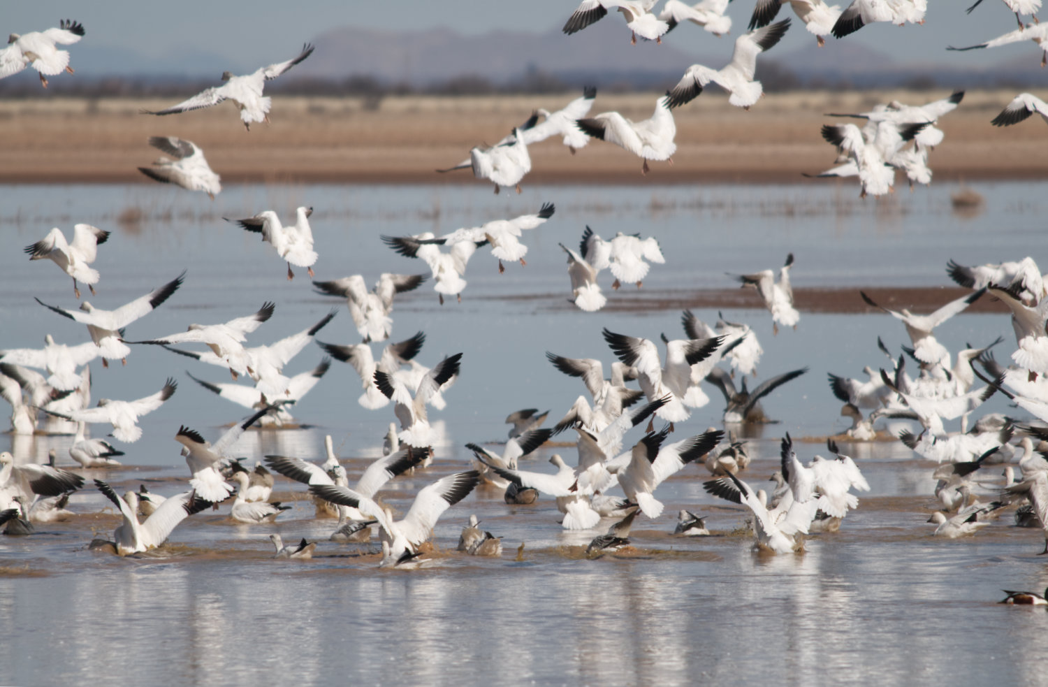 Image: Snow Geese landing