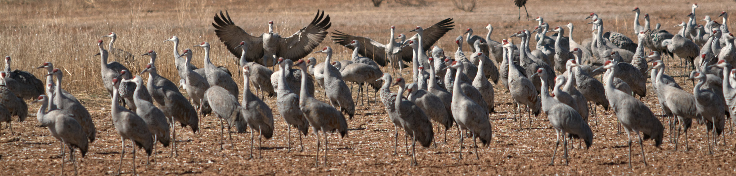 Image: cranes