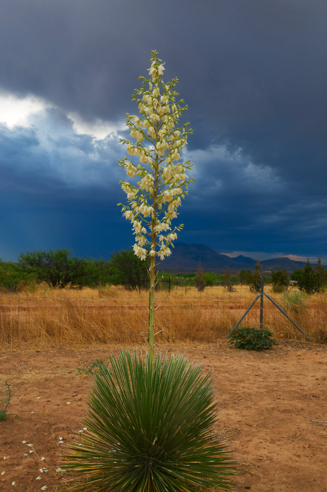 Image: blooming yucca plant