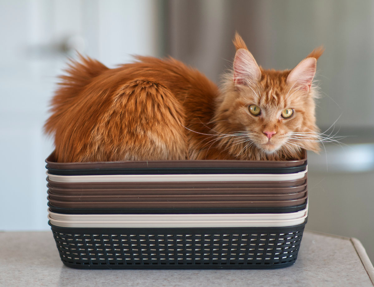 Image: Maine Coon cat in square baskets