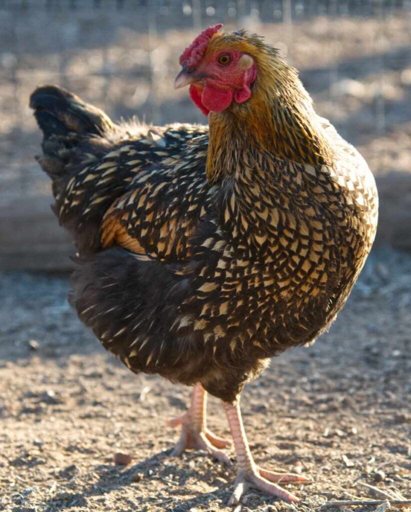 Image: black-laced golden wyandotte hen