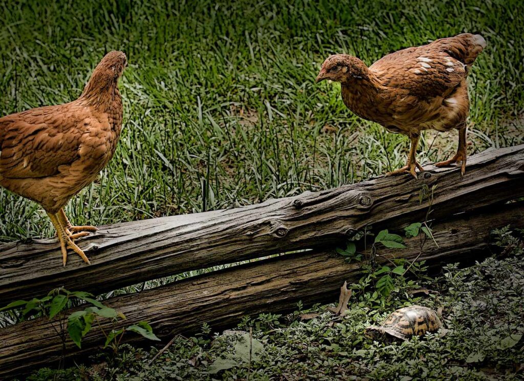 Image: pullets and box turtle