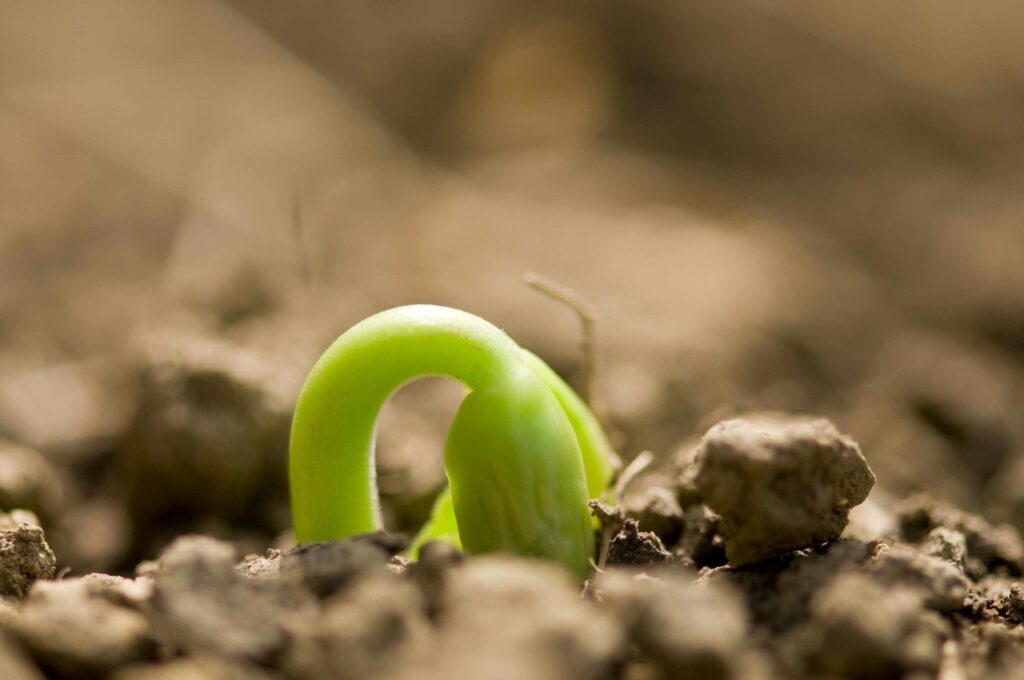 Image: emerging bean plant