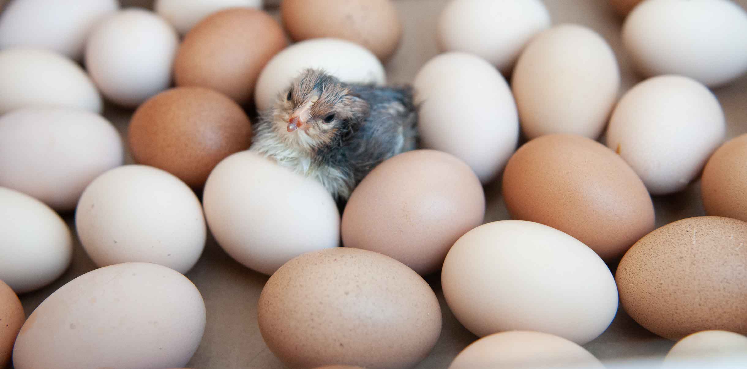 New Baby Chicks are Here