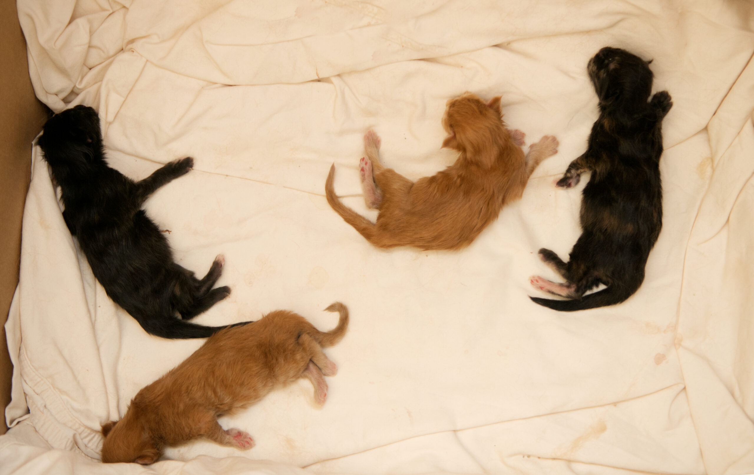 Image: Maine Coon kittens, day 2.
