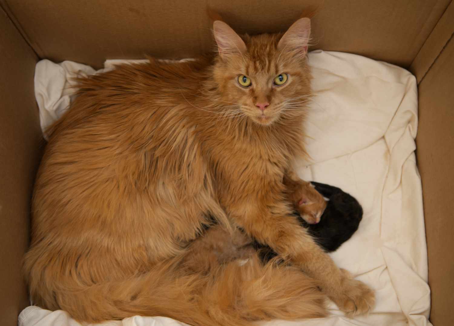 Umay and Nimbus Became Proud Parents of Four Maine Coon Kittens