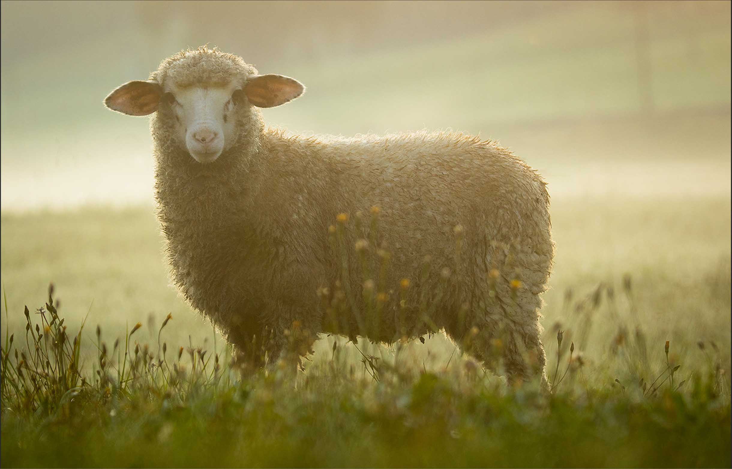 Image: Perendale sheep