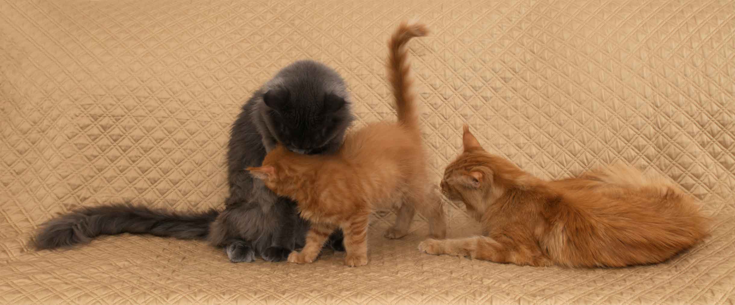 Image: Maine Coon kitten with parents