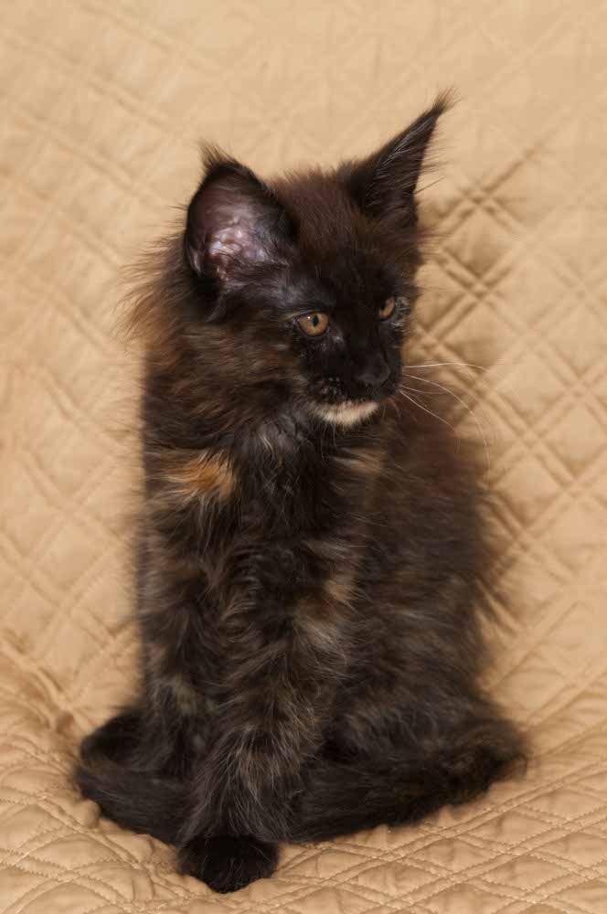 Image: Maine Coon kitten, Black tortie, Onyx