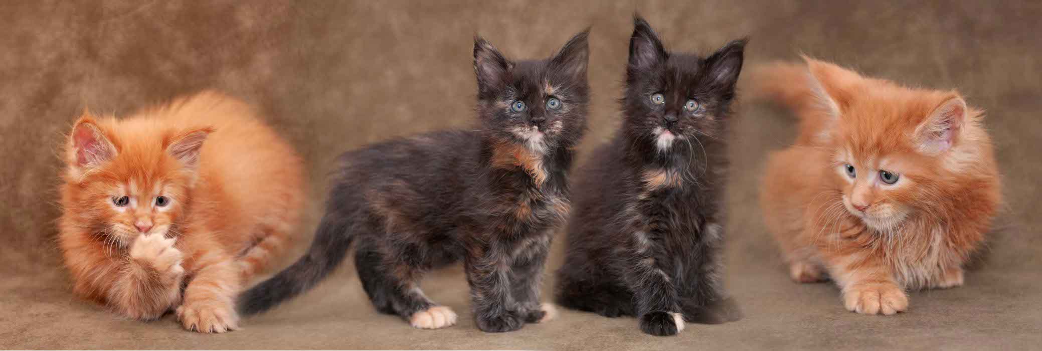 Image: Maine Coon Kittens