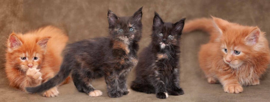 Maine Coon kittens on KimRidge Farm
