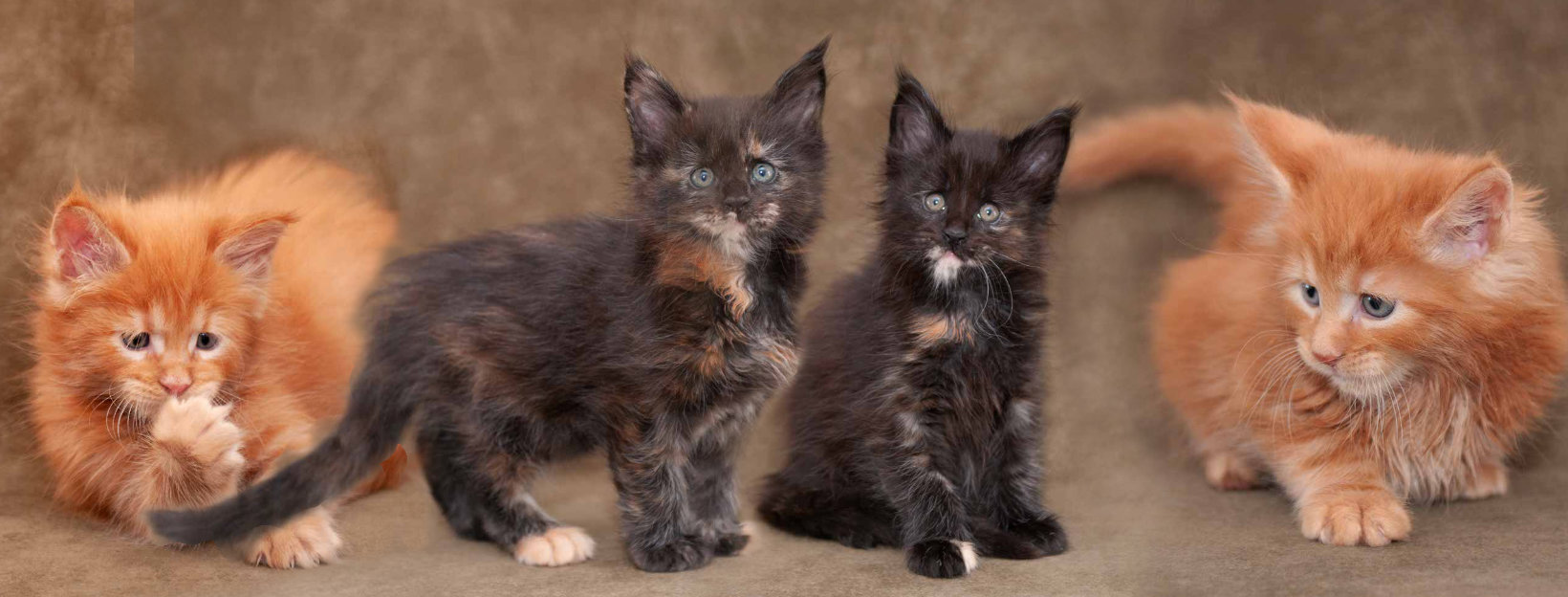 Maine Coon Gang