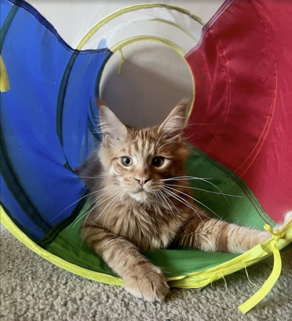 Rasmussen Intrepid Maine Coon kitten