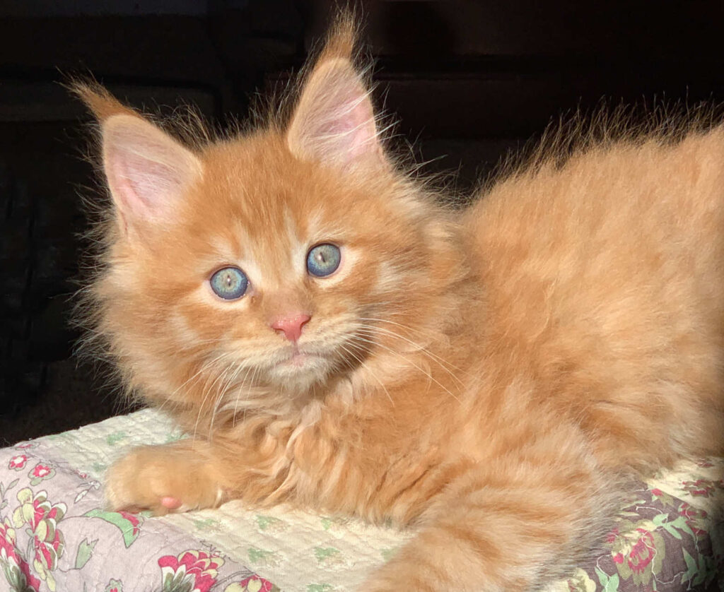 KimRidge Maine Coon kitten golden orange