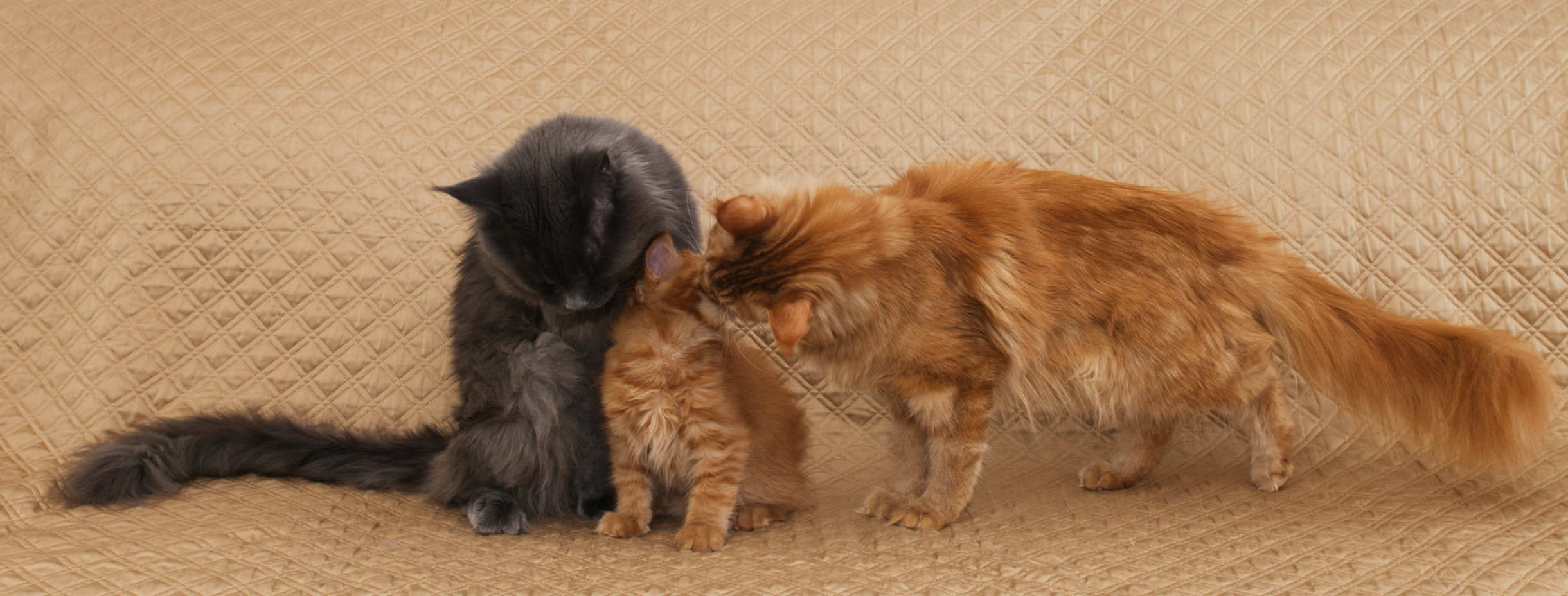 Maine Coon Cat Parents with their Kitten on KimRidge Farm