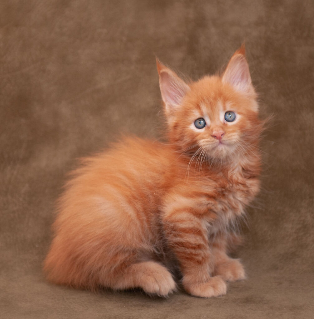 Red Maine Coon Kitten at KimRidge Maine Coons near Tucson, AZ