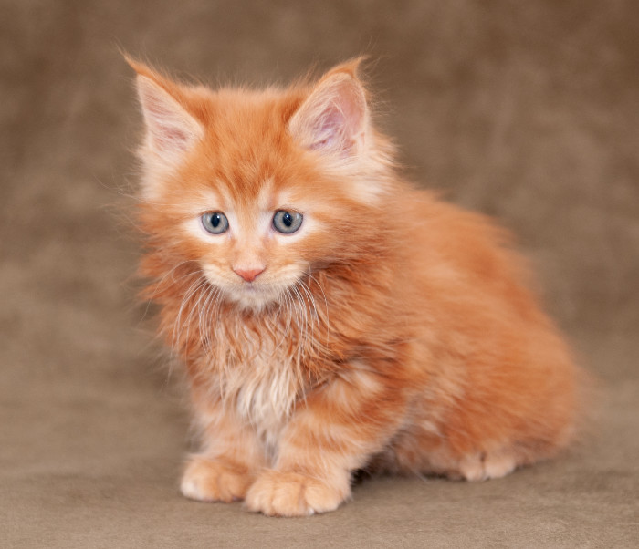 Red Maine Coon kitten
